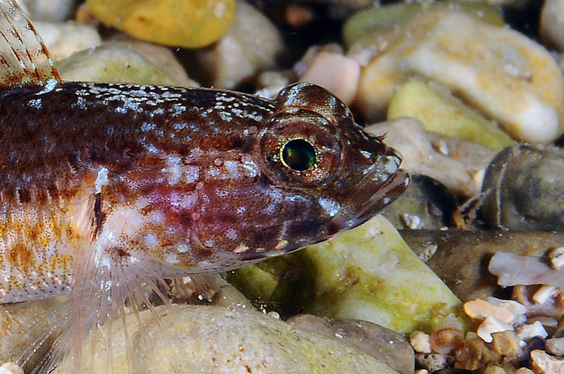 Gobius fallax by night